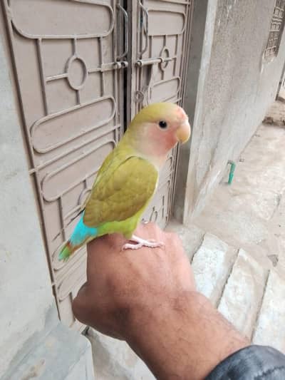 Hand tame RoseiColli Love Bird