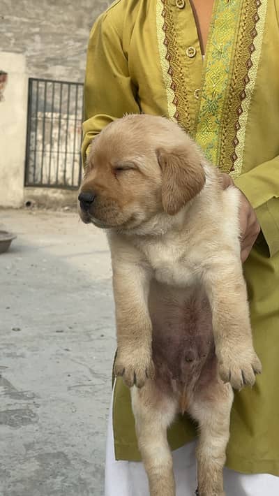 Pedigree Labrador