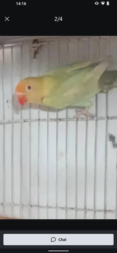 parblue visual pall fallow piece and other is split Pall fallow