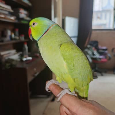 Ringneck (male parrot)
