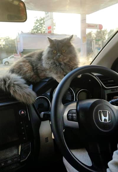 Grey Persian Cat