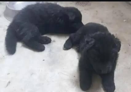 topline show quality black gsd proper long coat pair for sale