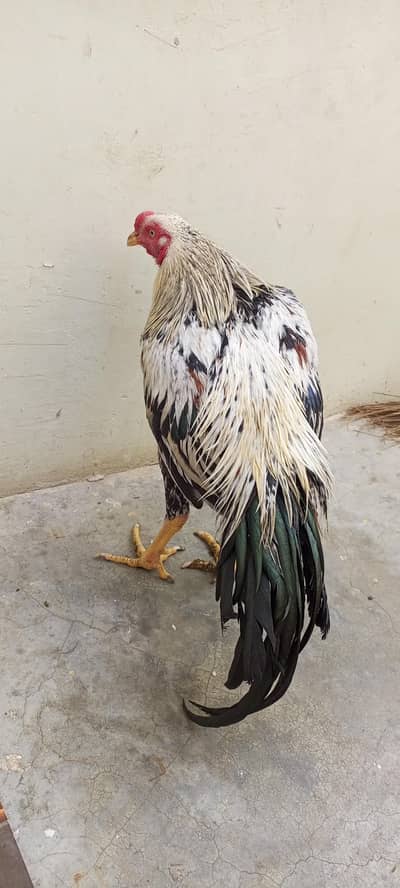 java aseel pure high quality java aseel