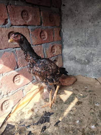 pure aseel mugi sale