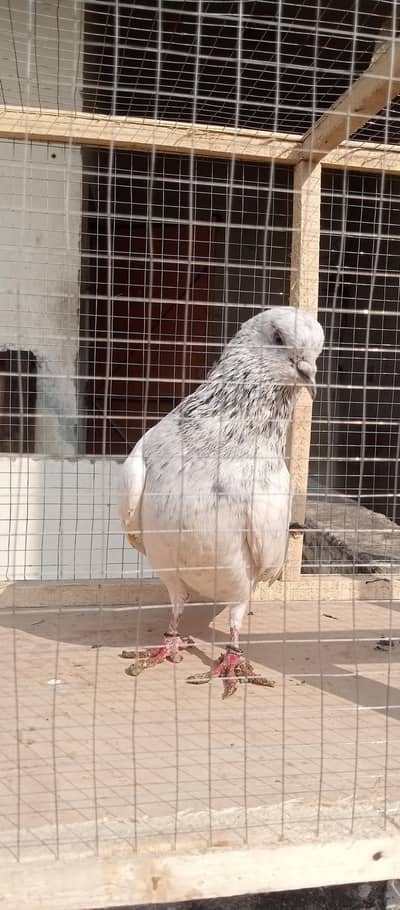 seilkoti high quality breader male for sale