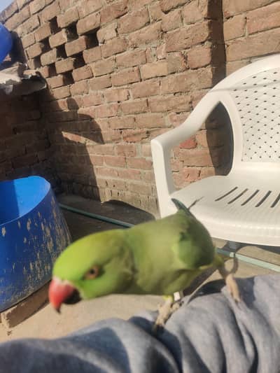 Ring neck parrot full hand taim and talking parrot