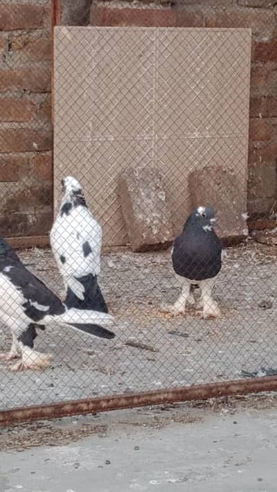 gubbara kabutar pair