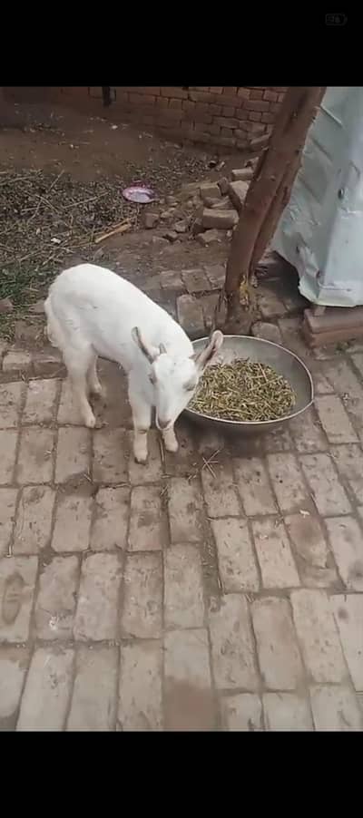 bakra