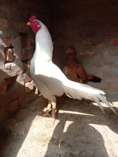 all type of breed available for sale(white and black Aseel Heera )