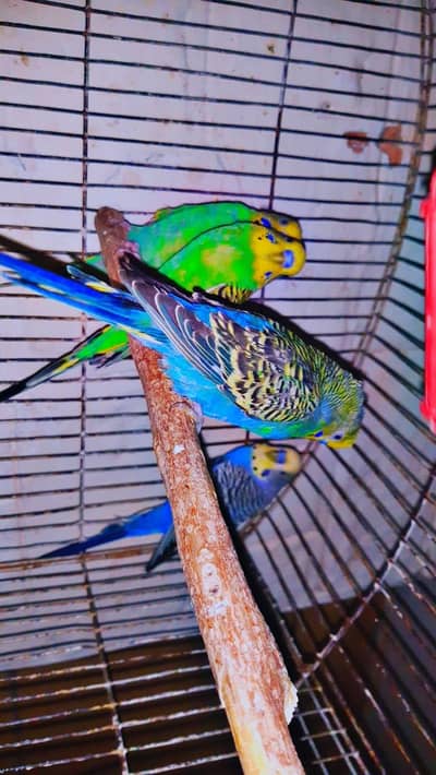 stalion parrot for sale