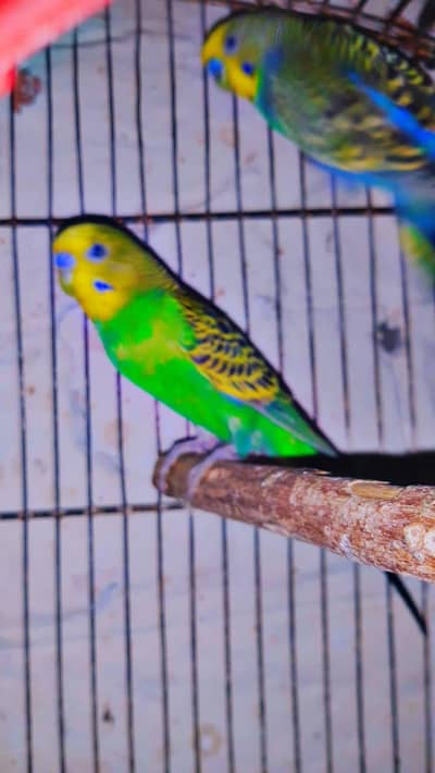 bajri stalion parrot for sale