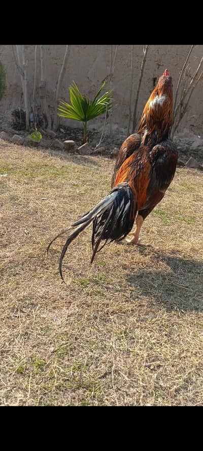 breeder murgha for sale