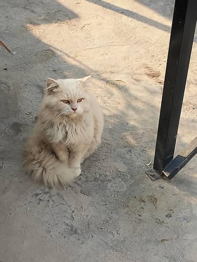 Persian Male cat for sale