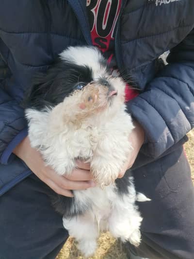 shihtzu punched face puppies for sale