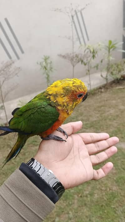 sun conure parrot