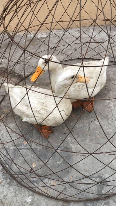 Healthy White Ducks for Sale