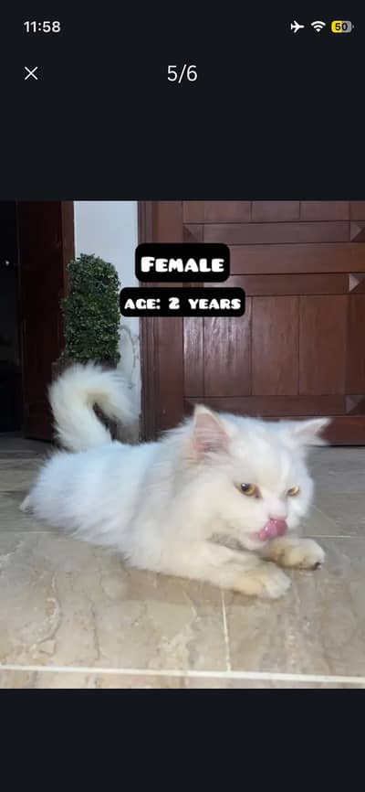 Persian friendly female cat.