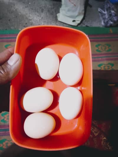 Eggs for  kids گھر کی مرغیوں کے انڈے