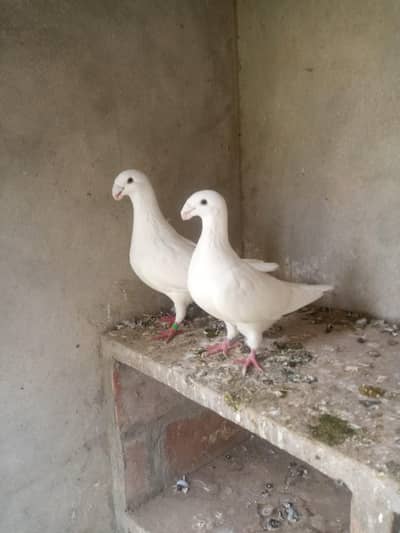 German Beauty Breeder Pair