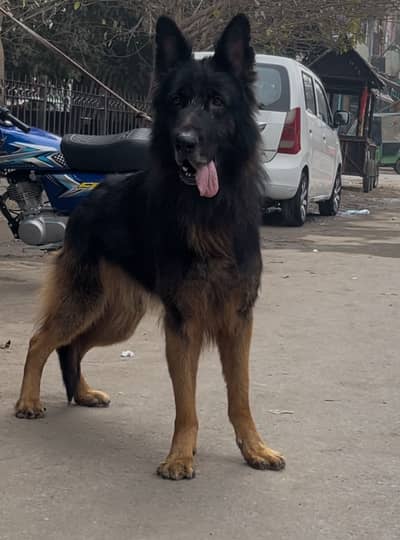 German shepherd male