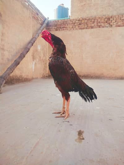 High Quality Lassani Male Madi para