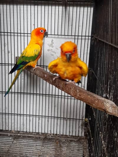 sun corner breeder pair ha history mil jay gi Whatsapp number per i