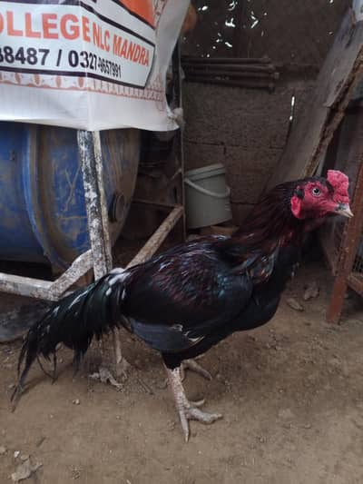 Adeel Murgha Mianwali for sale