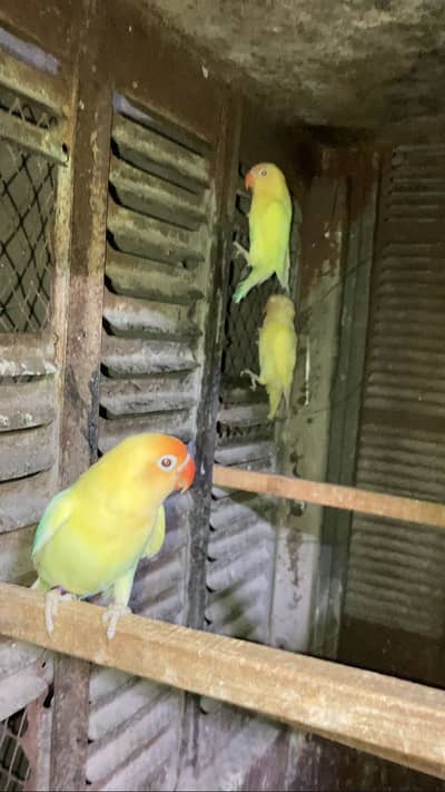 Decino breeder pieces