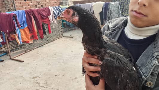 thai Assel murgi sale only contact