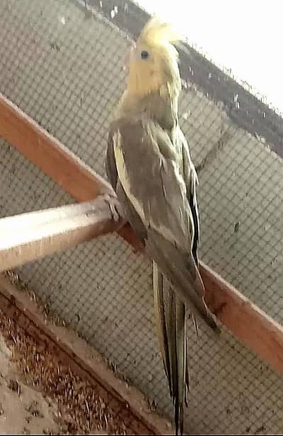 cocktail breeder female for sale