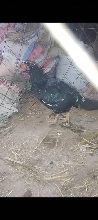 aseel breeder female