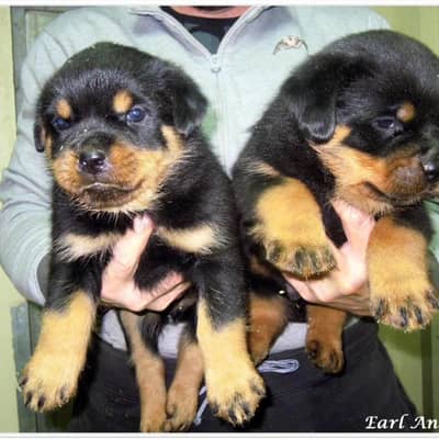 Rottweiler strong massive pedigree puppies Rotts