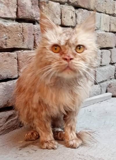 triple coat hen 03106497229