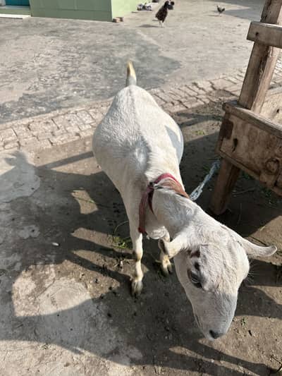 Teddi gulabi barbari bakri and bachy