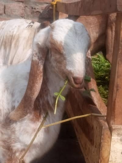 Makhi cheena male kid #03274116585