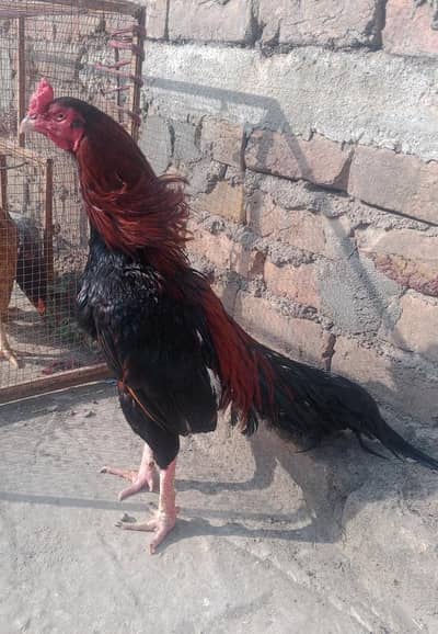 Amroha Breeder 0315/5202336