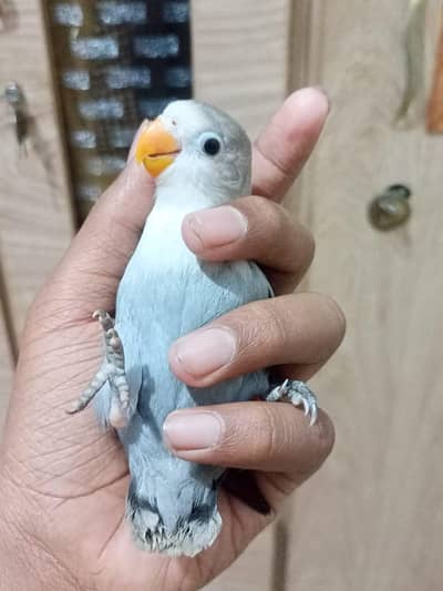 Friendly Play full Fly tame Love bird