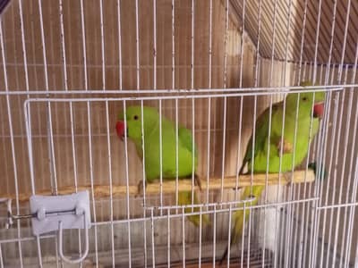 Green Parrots Sale