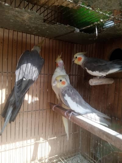 Cockatiel parrot, love birds