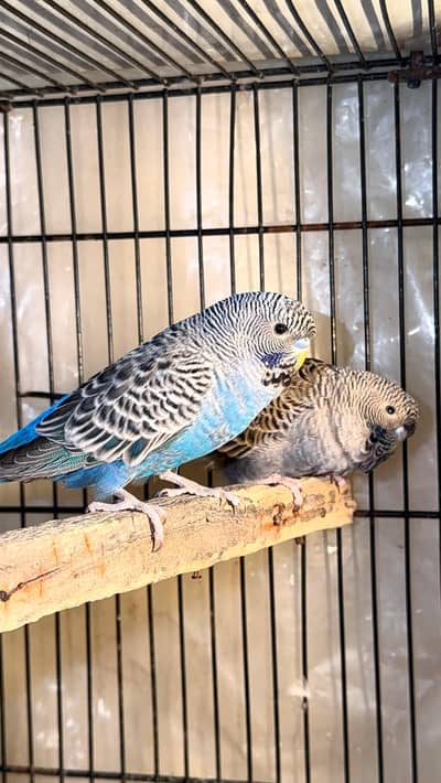 03184040771 or 03435609896