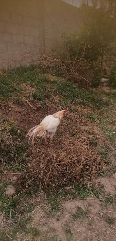 Aseel murga for sale