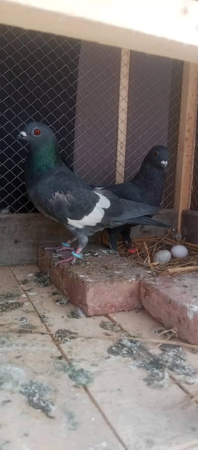 Young pair for sale and exchange possible with another pair