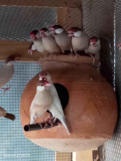 fawn java dark head big size