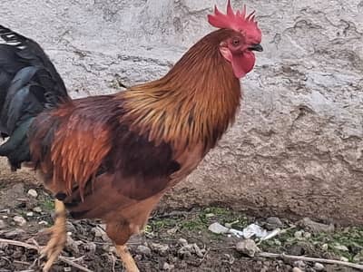 Hen, murgha, roaster