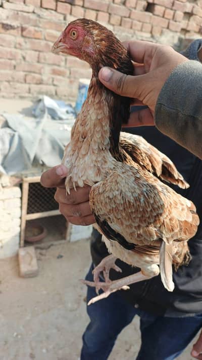 java murga / thikra murgi