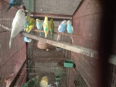 budgies