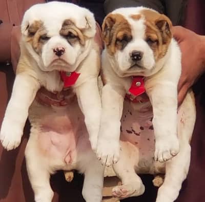 King Alabai pair pure breed security dog 2months for sale