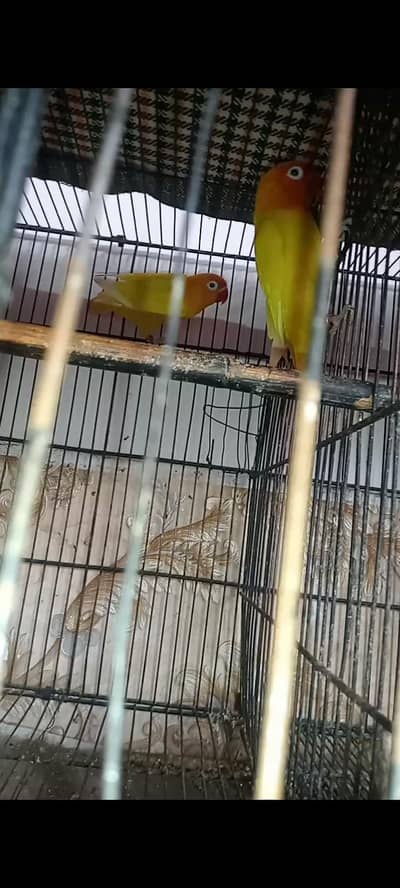 1 Pair Albino 1 pair Lutino Personata