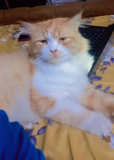 prshan triples cottit  kittens  2 mnth ke hn