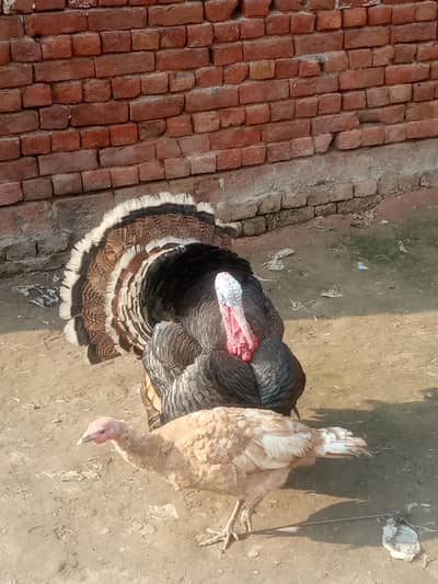 Turkeys.                             contact us 03056664921